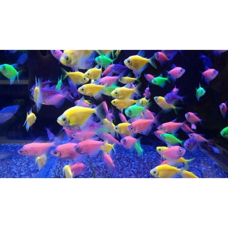 glowfish tetra isi 20 hiasan aquarium