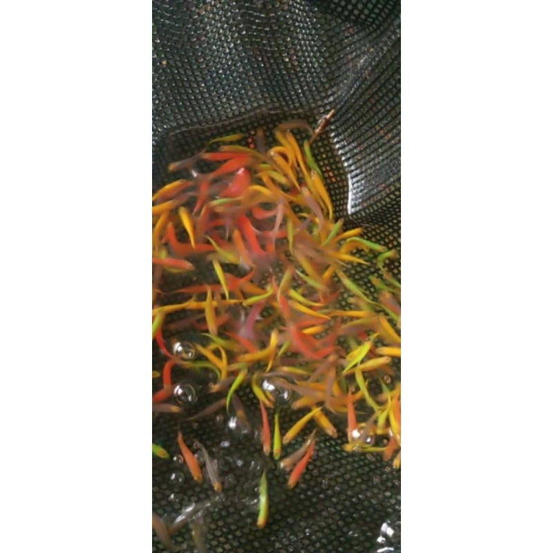 danio glowfish isi 50 hiasan akuarium