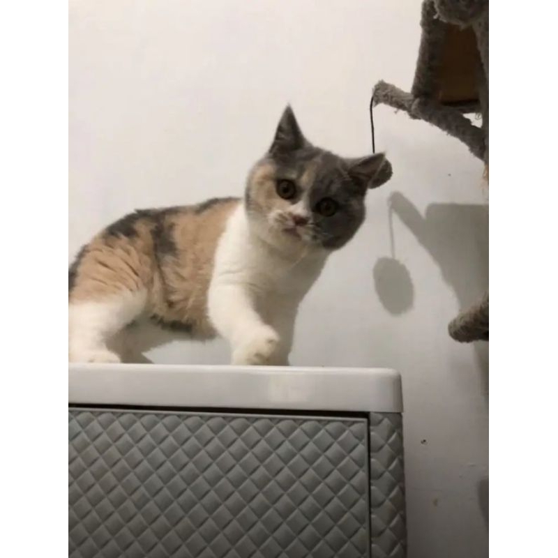 KUCING KITTEN BSH CALICO DELUTE FEMALE || BRITISH SHORT HAIR BETINA