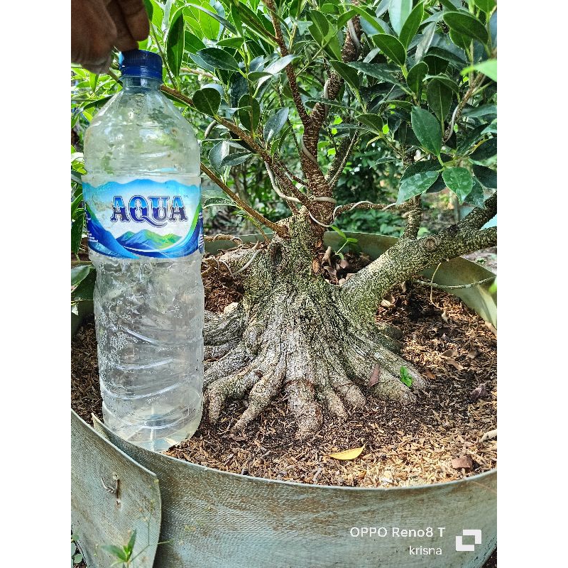 bahan bonsai kimeng prokar kimeng bogel kimeng the max