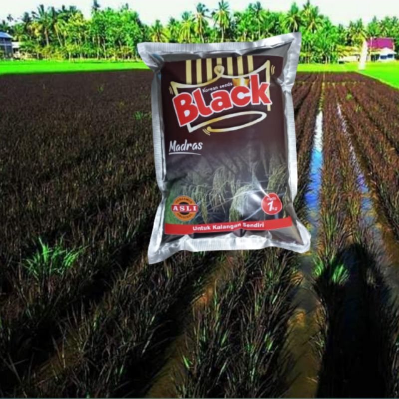 Benih Padi Black Madras blek madras
