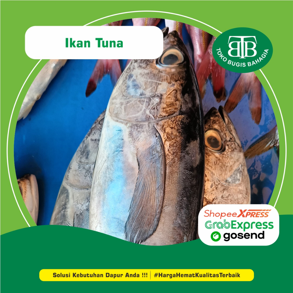 

Ikan Tuna Potong, Murah Makassar