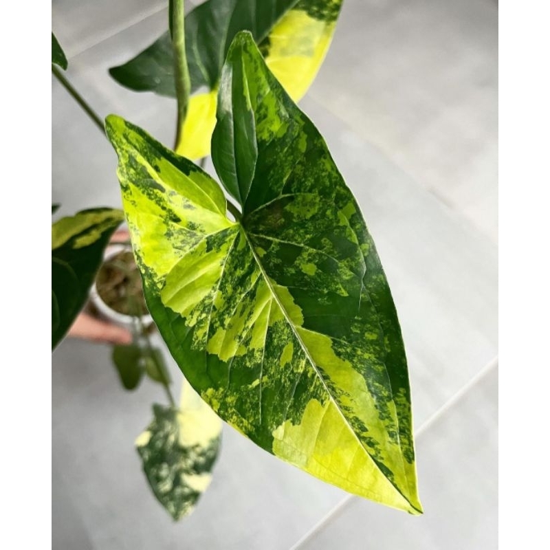 Tanaman Hias Syngonium Variegata Kuning Bunga Hias Syngonium Singonium Variegata Yellow Murah Tanama