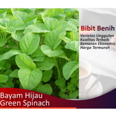 Benih Bayam Hijau bibit tanaman sayur sayuran hidroponik