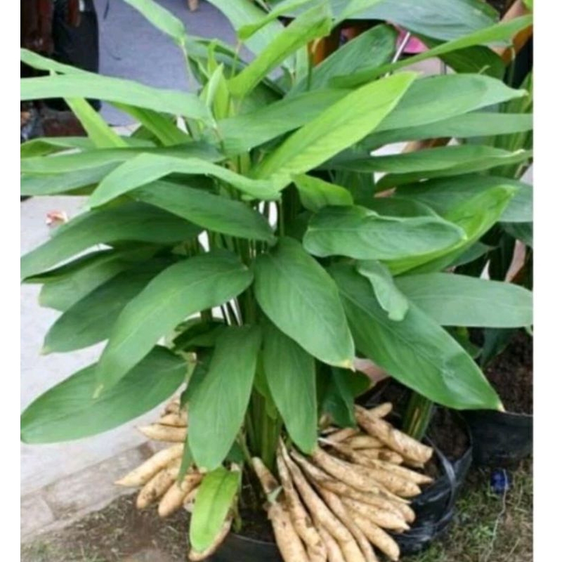 10 bibit umbi garut/irut umbi putih