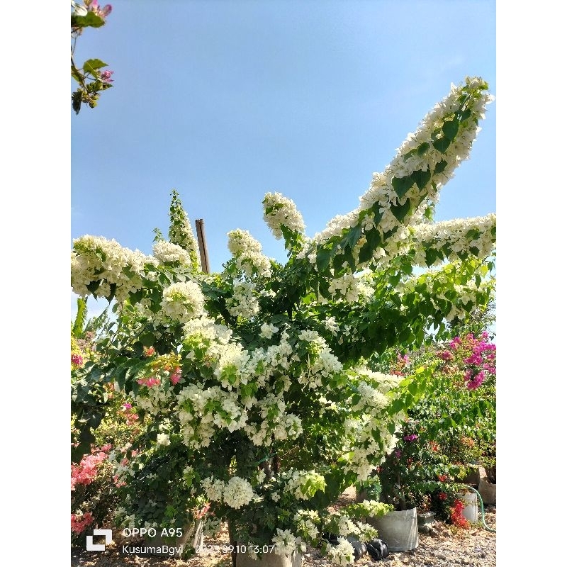 BOUGENVILLE EKOR MUSANG