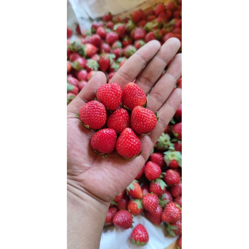 

STRAWBERRY FRESH SMALL 500GR GARANSI