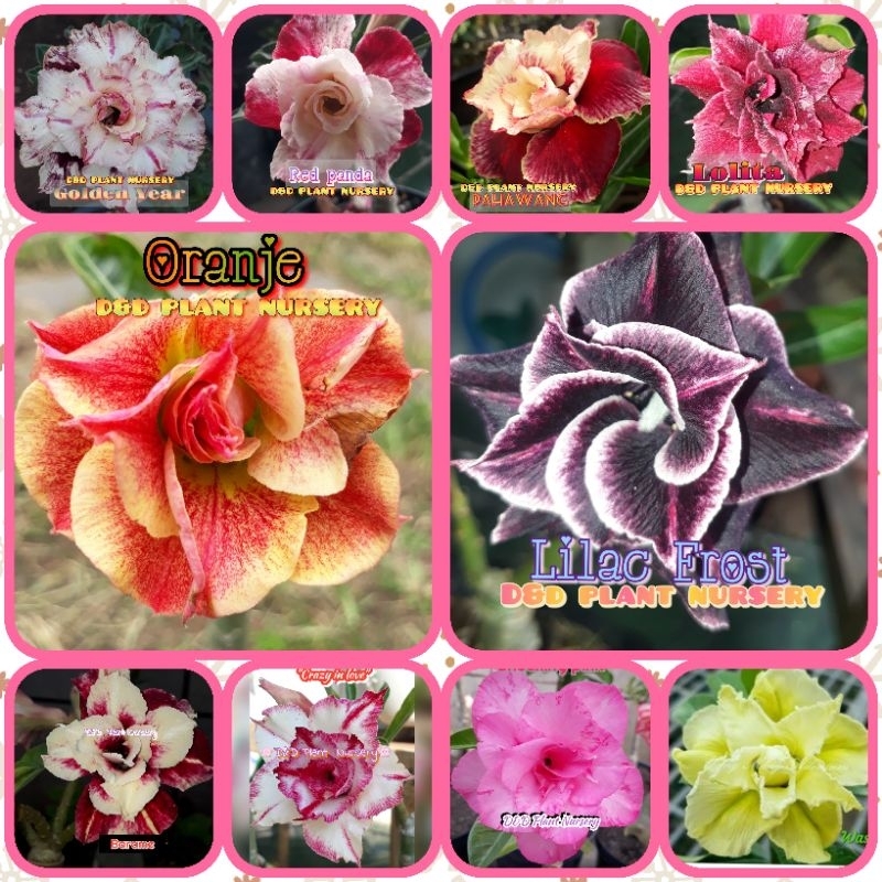 Paket ENTRES adenium bunga tumpuk 10 Warna