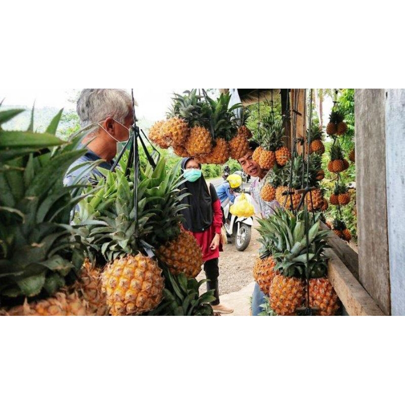 

NANAS MADU ASLI BELIK PEMALANG