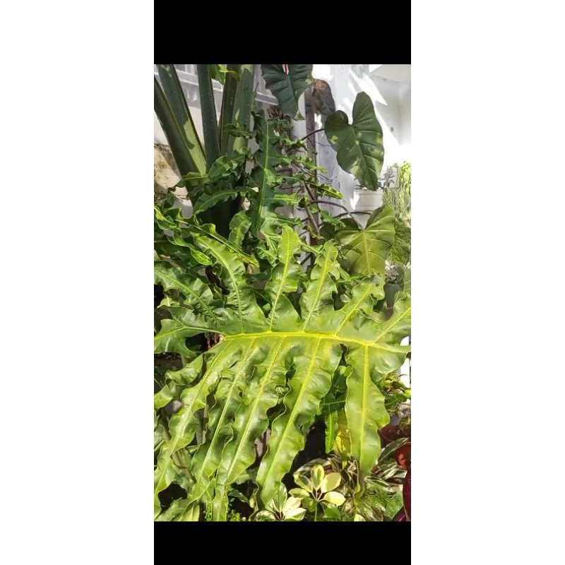 Tanaman Hias langka "ALOCASIA PORTEI" Dewasa