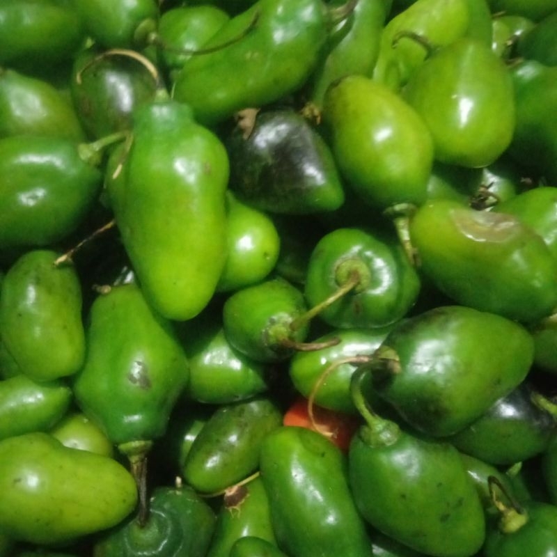 

cabe gendot / cabe gembor