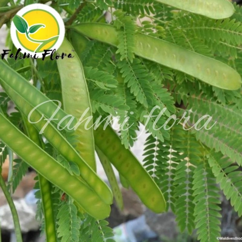 

Daun Lamtoro/petai cina 250 gram