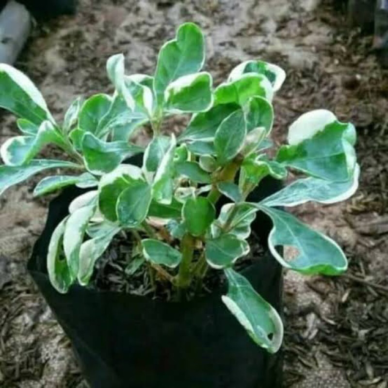 Tanaman hias krokot putih pohon krokot putih