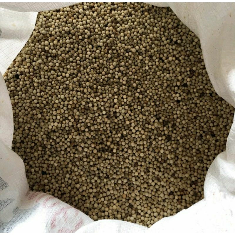 

Lada putih bulat 1 kg