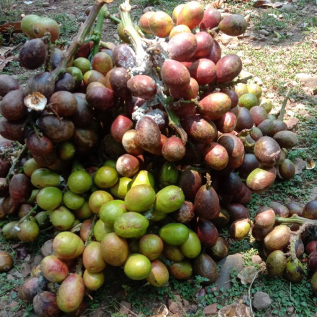 

BUAH MATOA 1kg FRESH BARU PETIK ASLI PATI