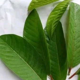 

daun jambu biji 300gr