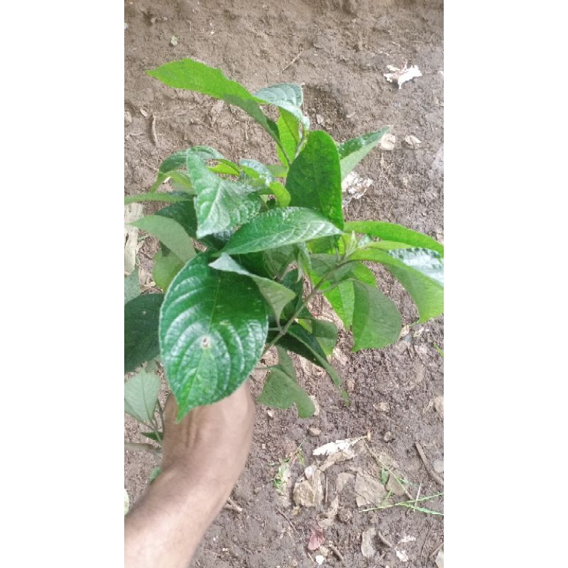 

500gram, DAUN KEJI BELING / KIBELING segar langsung dari kebun, HERBAL