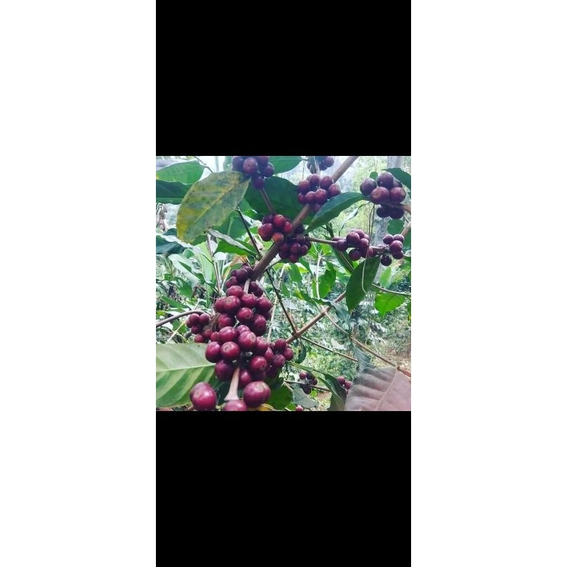 benih/bibit kopi arabica super unggul (20 pcs)