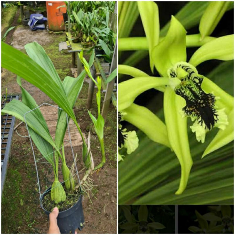 Anggrek Coelogyne pandurata (Anggrek Hitam) kalimantan