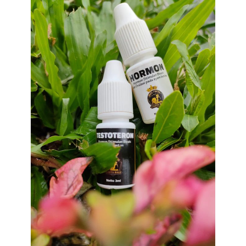 Hormon Testoteron