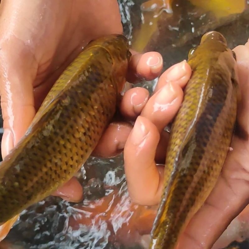 KOI PENJINAK 15 20CM