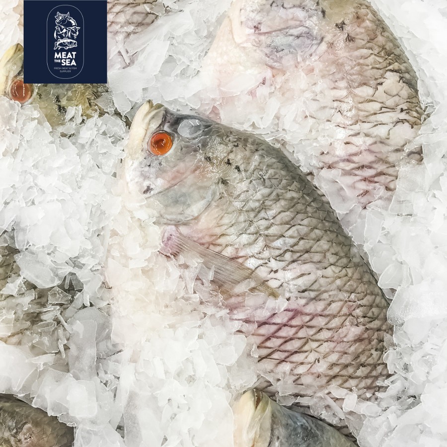 

Ikan Gurame ● Fresh - DIBERSIHKAN