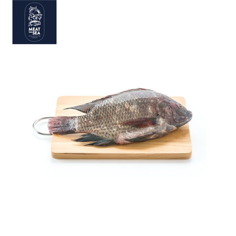 

Ikan Mujair ● Fresh Frozen - DIBERSIHKAN