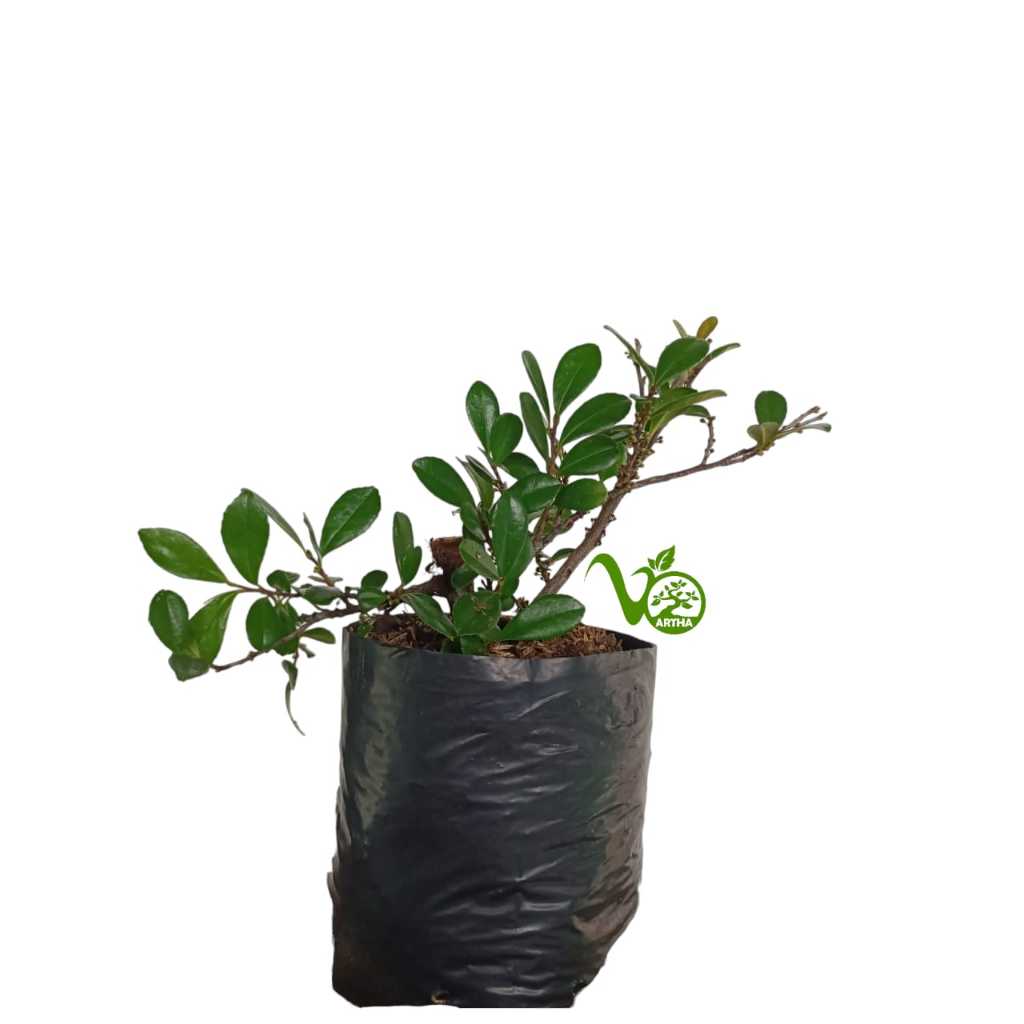 Bibit Bahan Bonsai Ohna (Maba buxifolia) Polybag