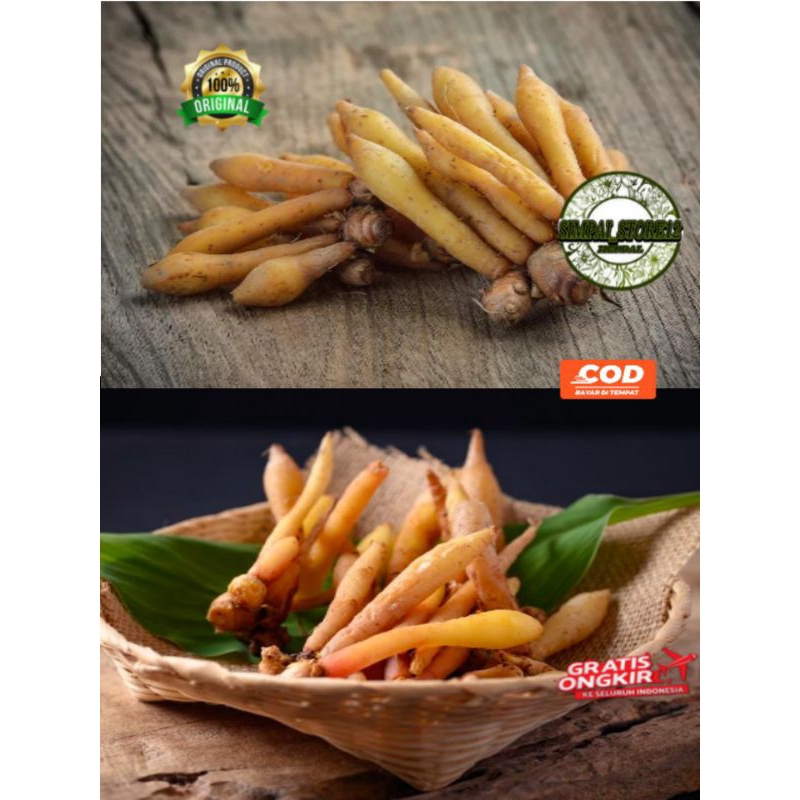 Temu Kunci Segar 250 Gram Tanaman Temu Kunci Segar Organik