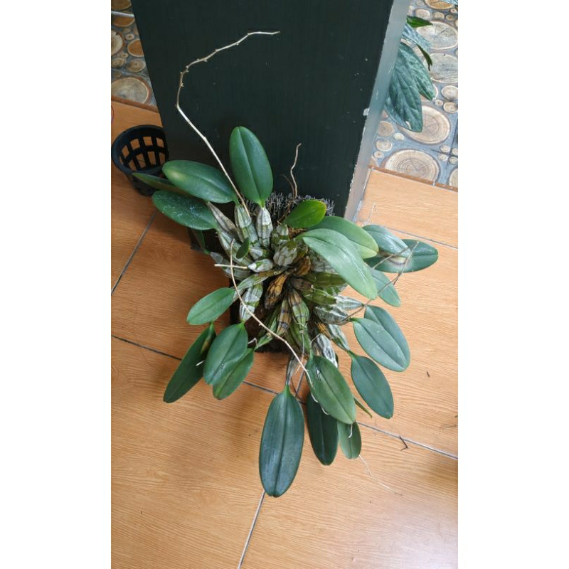 Dendrobium agregatum