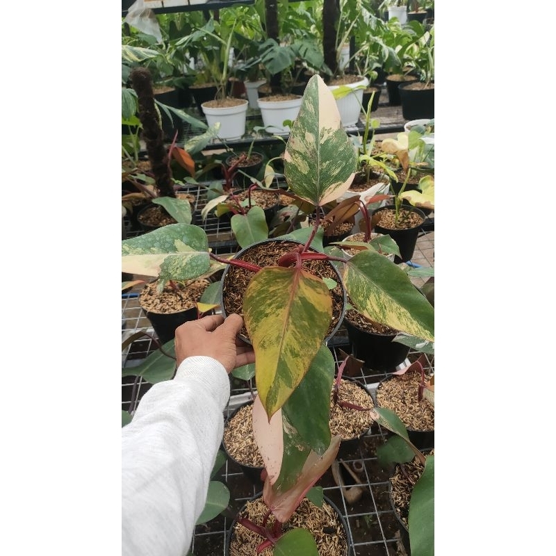 Philodendron Strawberry Shake