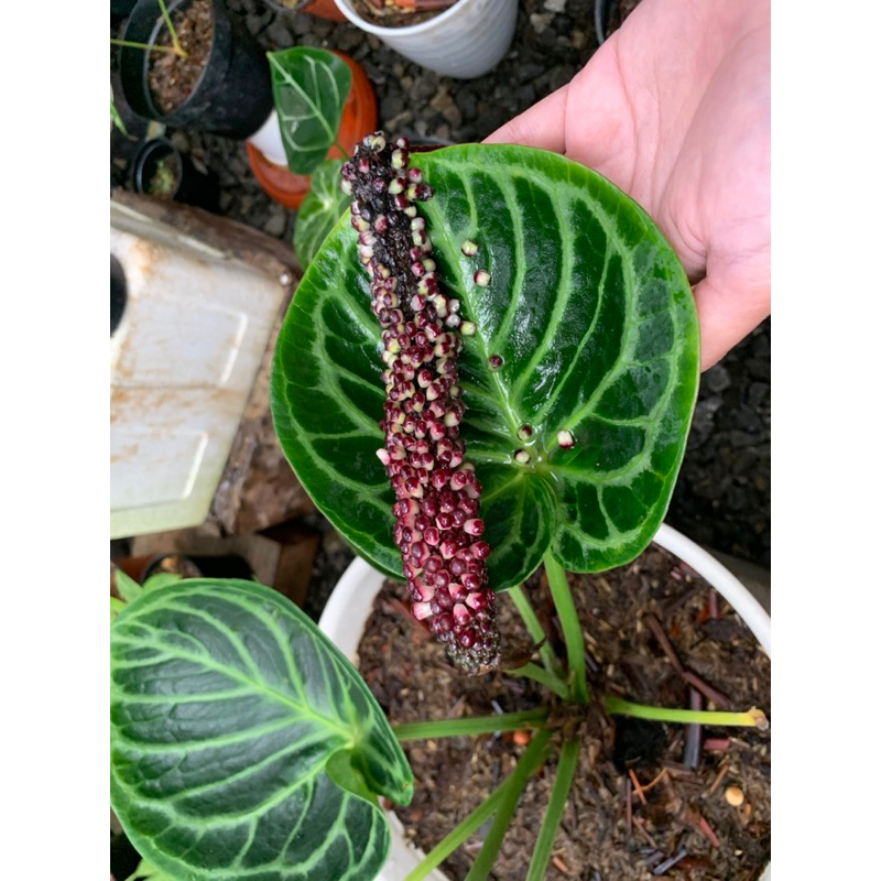 Dorayaki ori Anthurium