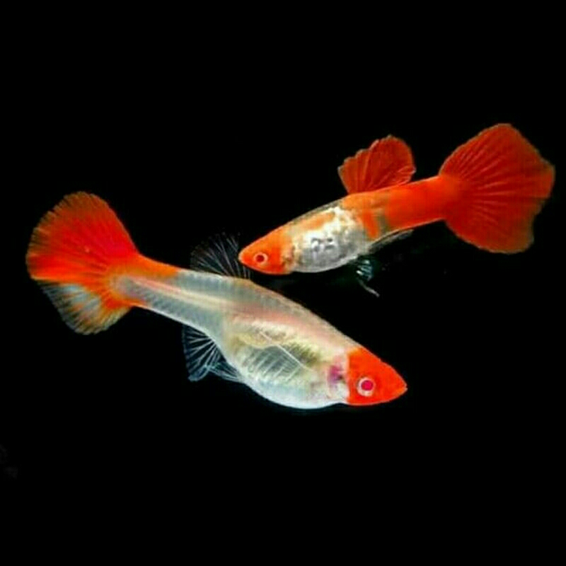 ikan guppy koi platinum