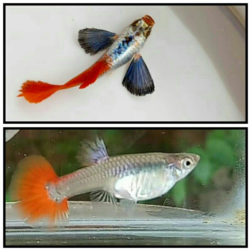ikan guppy platinum red tail dumbo ear - guppy prtde - sepasang