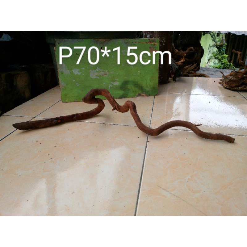 kayu santigi gunung orginal manisrejo