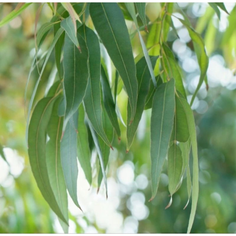 

Daun Kayu Putih Segar 100 gram