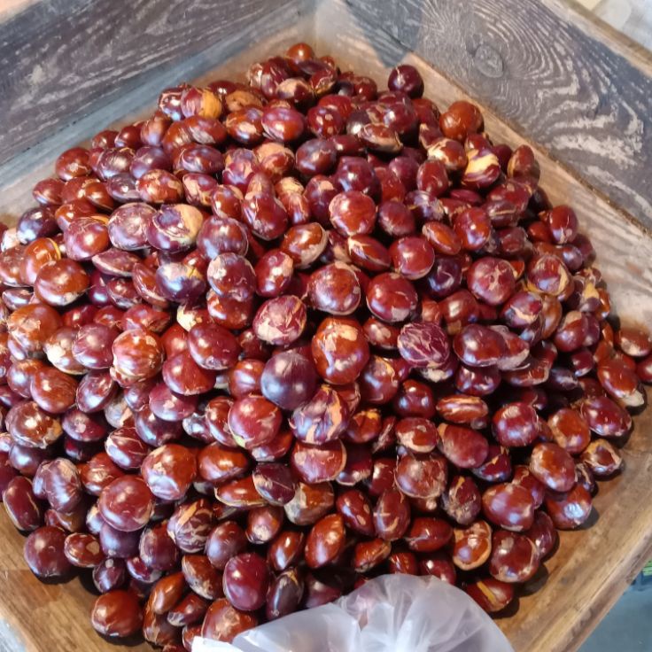 

77 JENGKOL TUA 1 KG SUPER PREMIUM PILIHAN 1 KG JENGKOL FRESH JENGKOL TUA JENGKOL JENGKOL MURAH JENGKOL TUA MENTAH JENGKOL SUPER JENGKOL TUA 1 KG JENGKOL 1 KG