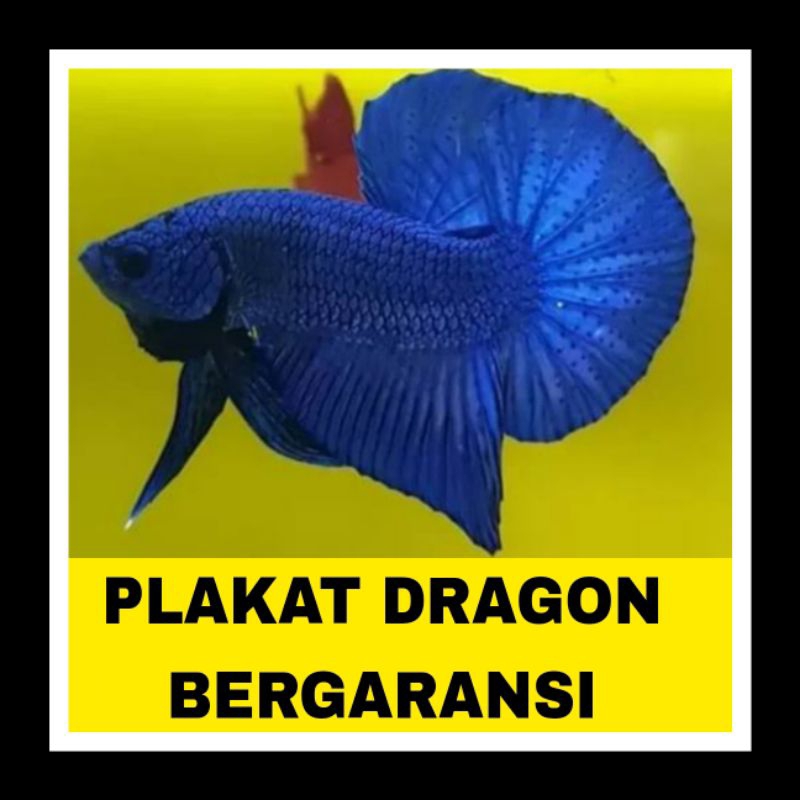 ikan cupang plakat dragon bonus pakan bergaransi