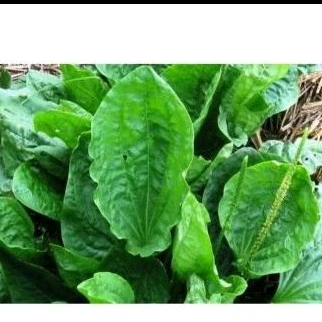 

bibit Ki urat 3pcs