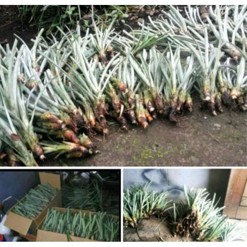 bibit nanas madu paket 50 bibit jumbo super