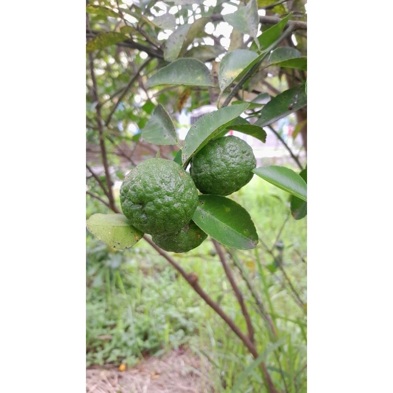 

(100gram)Jeruk Limau/Jeruk Sambal (bonus daun jeruk purut)