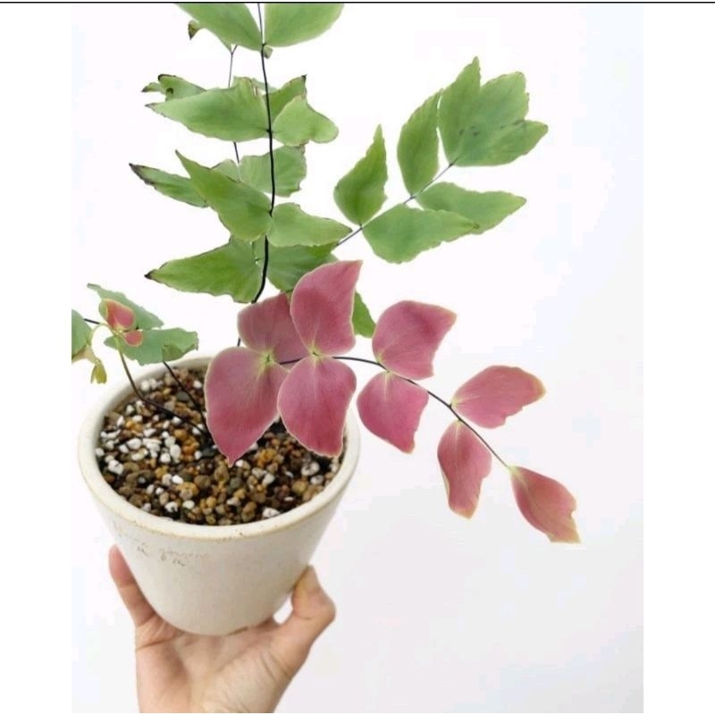 Promoo Tanaman Hias Suplir Kupu-kupu Tanaman Hias Suplir Kupu-kupu Pink Tanaman Hias Suplir