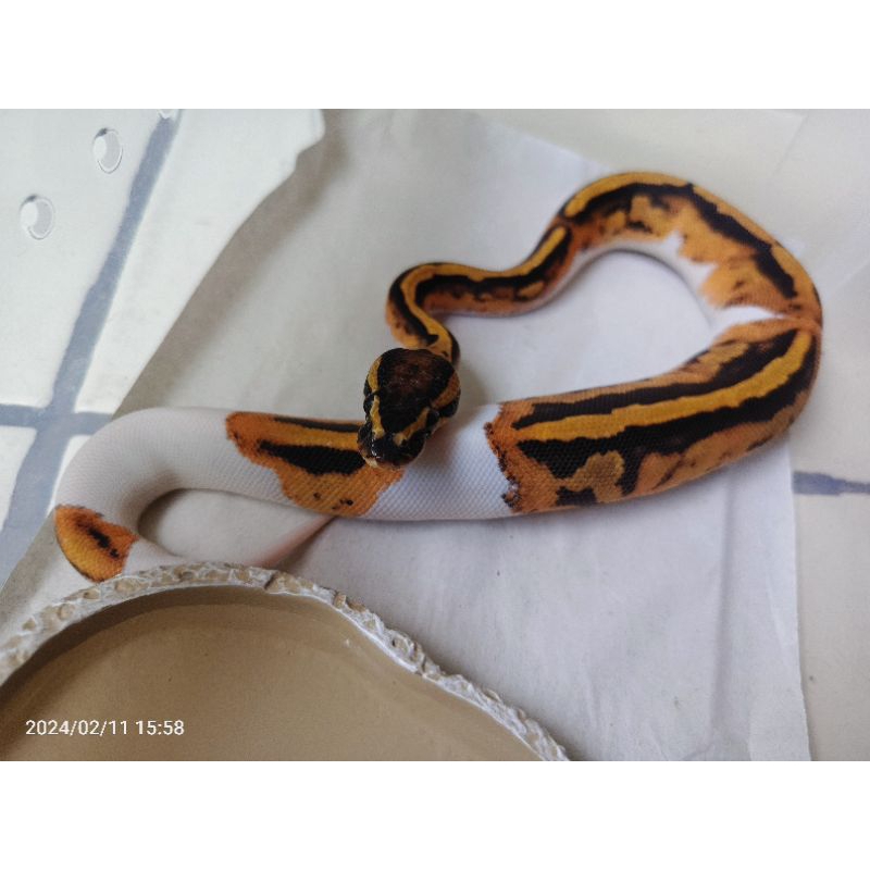 ball python pied Male