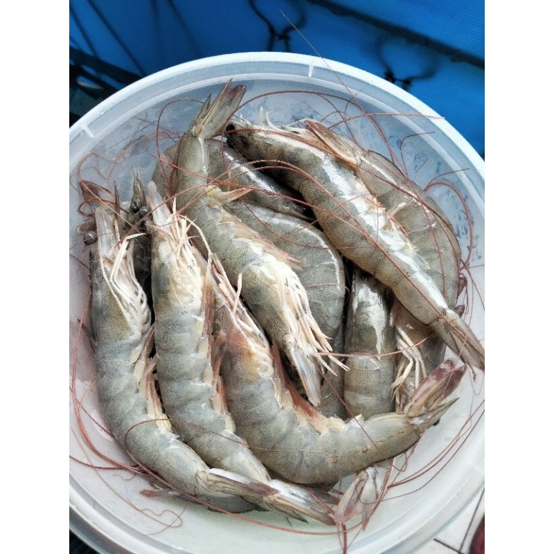 

udangvaname