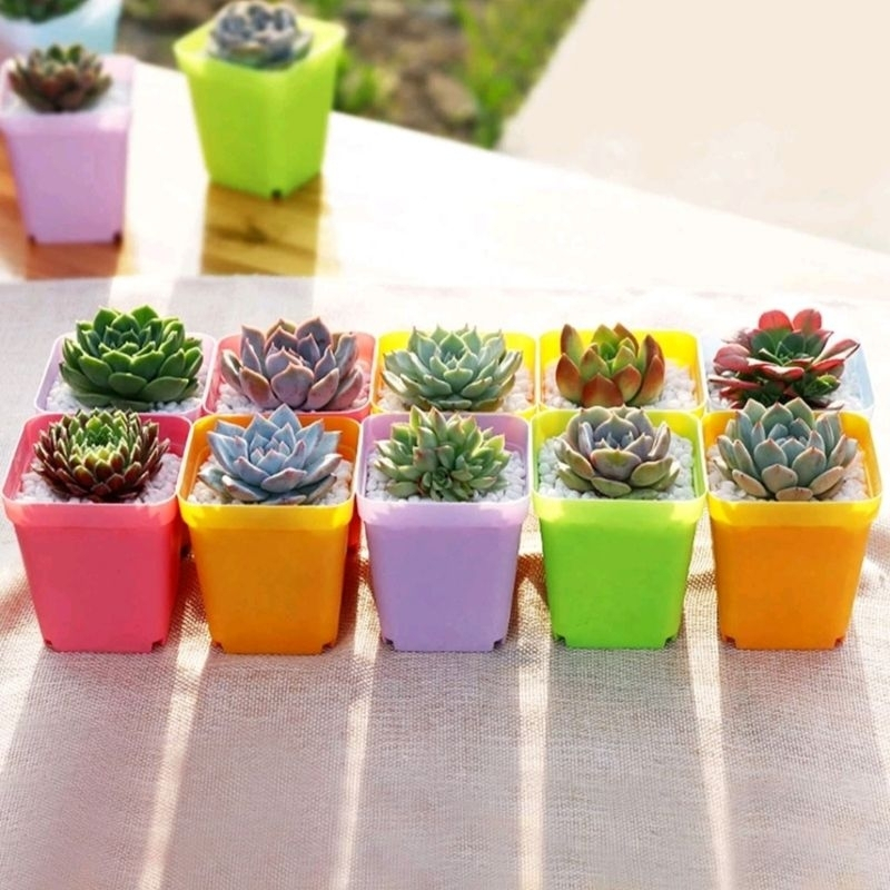 Pot Bunga Pot Kotak Mini Warna Warni Pot Tatakan