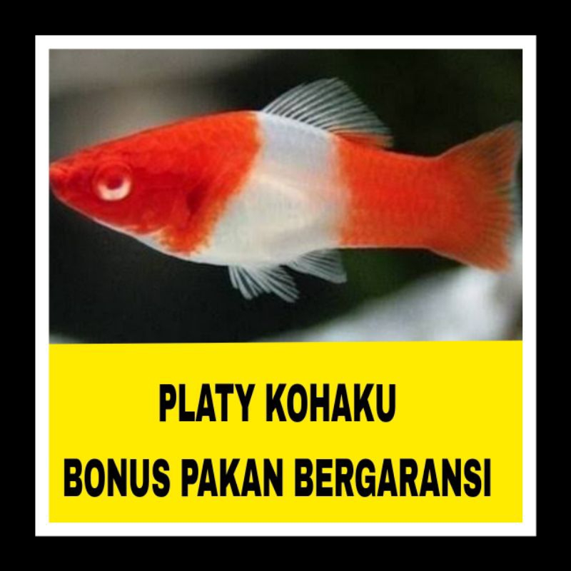 IKAN HIAS PLATY KOHAKU BERGARANSI (PROMO)