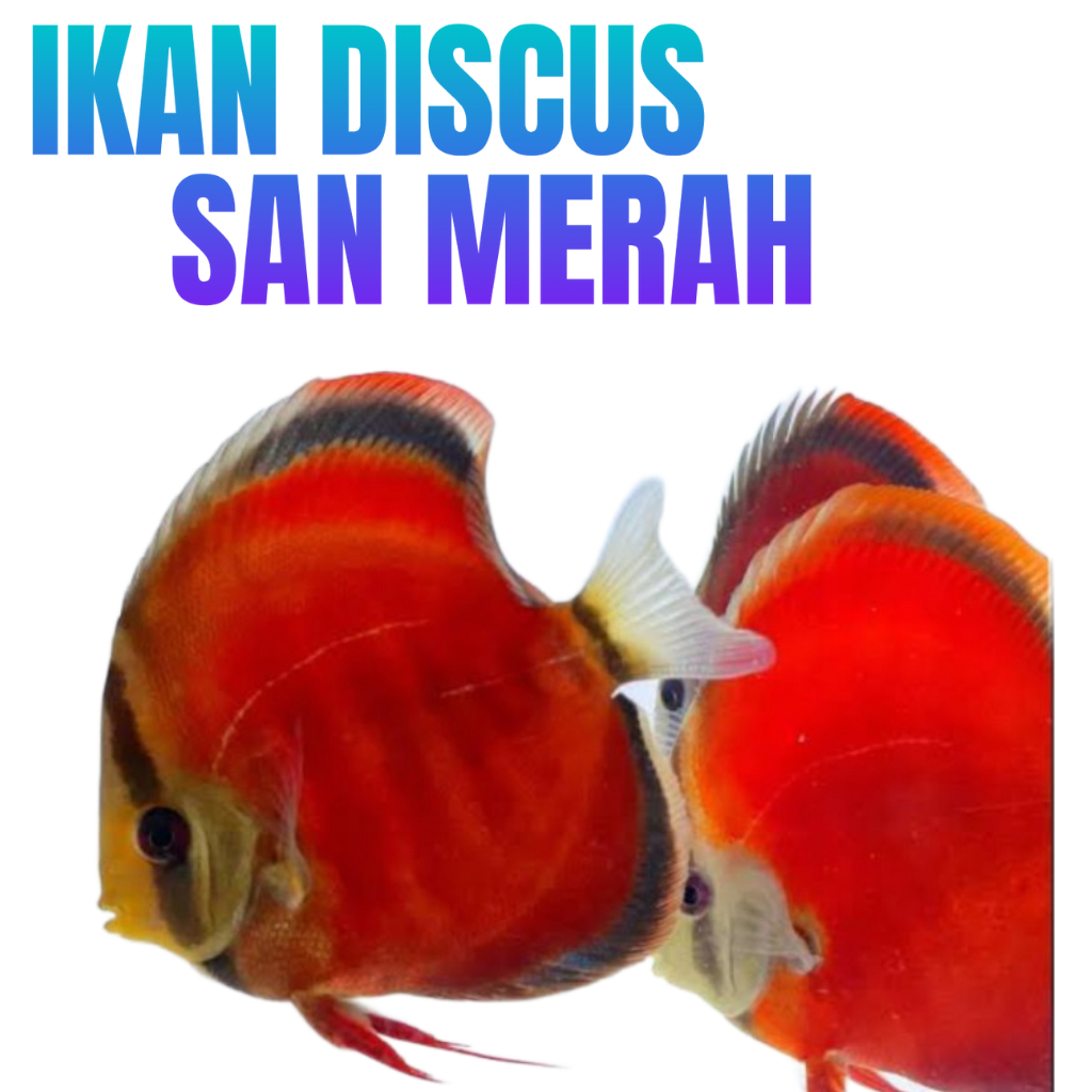 IKAN DISCUS SAN MERAH 2 INCHI INDUKAN BLUE RIM