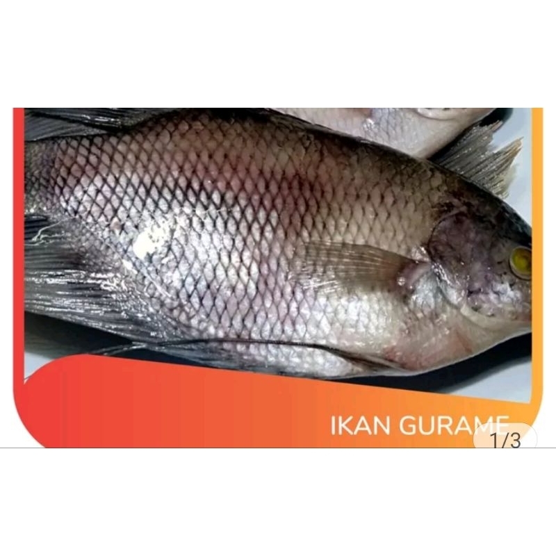 

ikan gurame fresh
