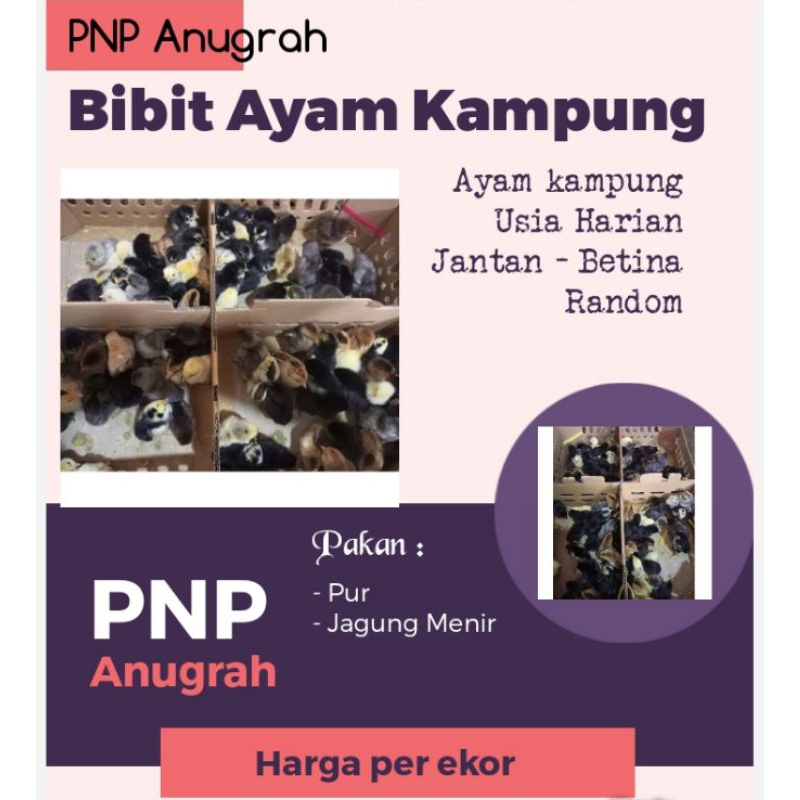 DOC AYAM KAMPUNG - BIBIT AYAM KAMPUNG VAKSIN ( GARANSI PENGIRIMAN)