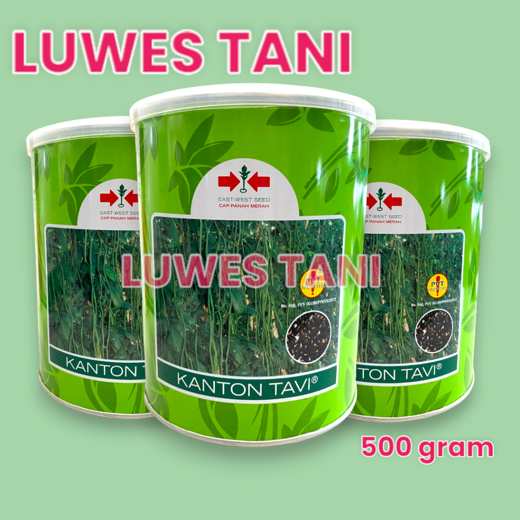 (kemasan kaleng 500gr) Benih kacang panjang kanton tavi 500gram
